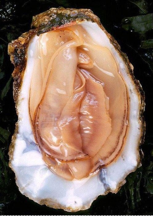 vagina-oyster-e